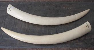Zwei Elfenbein-Stoßzähne, Loxodonta africana, Herkunftsland: Nigeria, 3,6 bzw. 3,75 kg.