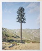 Voit, Robert (geb. 1969), Landschaft mit Baum, Fotographie, Print, rs. sign. Ca. 32 x 40 cm,