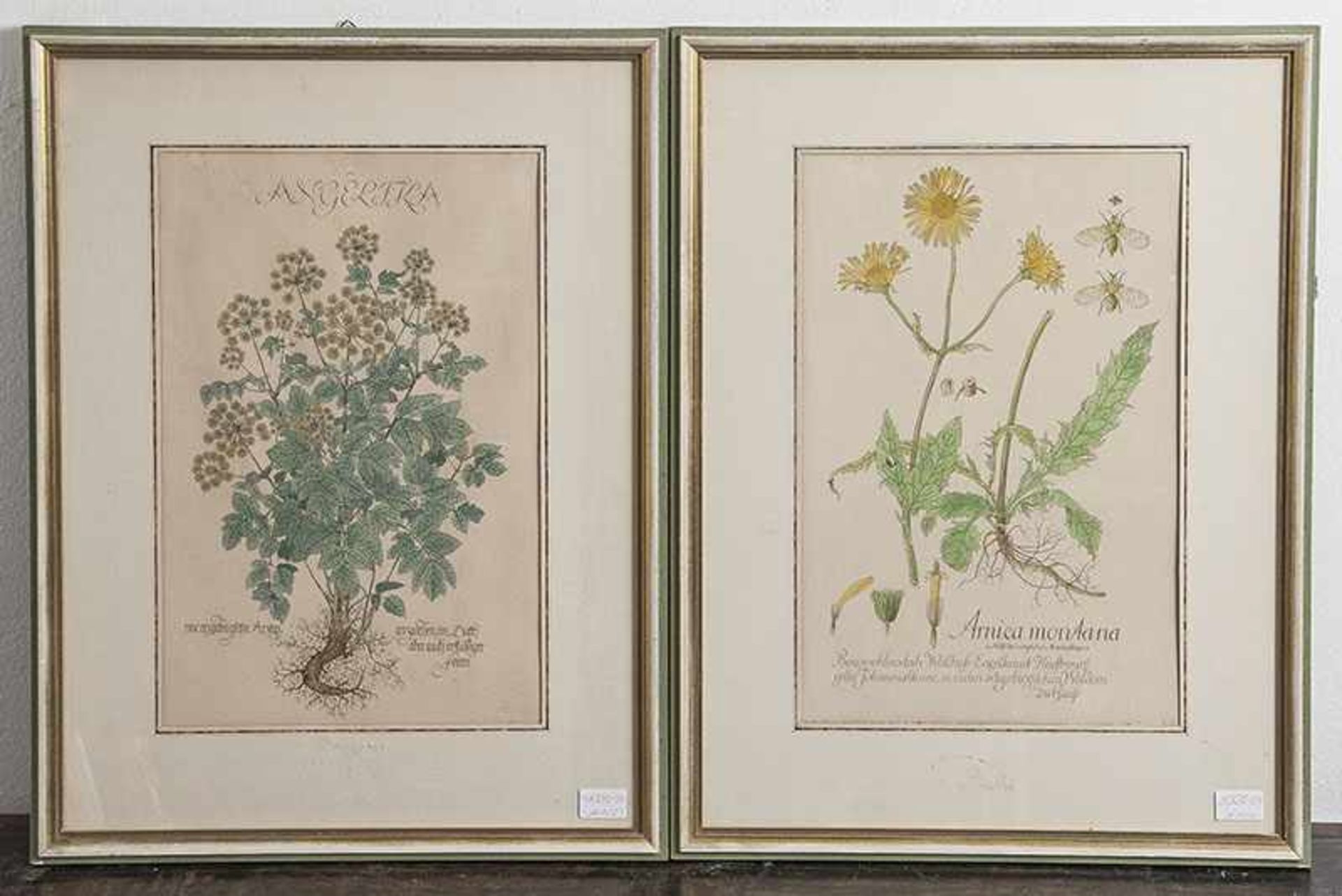 2 kolorierte Kupfertafeln Heil-/Medizinalpflanze: Angelika und Arnica montana, 19. Jahrhundert.