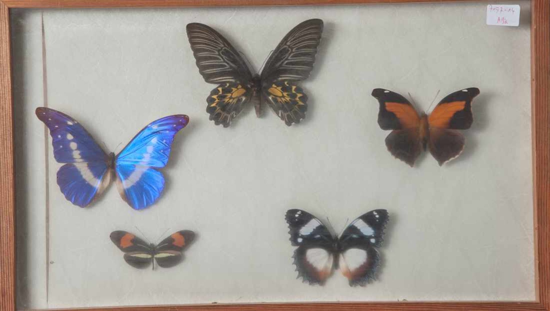 Wandvitrine mit exotischen Schmetterlingen, Ornithoptera kaguya - Indo-Australien, Morphohelena -