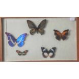 Wandvitrine mit exotischen Schmetterlingen, Ornithoptera kaguya - Indo-Australien, Morphohelena -