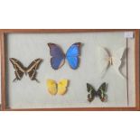 Wandvitrine mit exotischen Schmetterlingen, Papillo brasiliensis - Brasilien, Morphonestira -