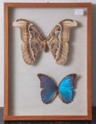 Kleine Wandvitrine mit 2 Schmetterlingsexoten, Altacus atlas - Indien, Morpho nestira -Brasilien.