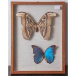 Kleine Wandvitrine mit 2 Schmetterlingsexoten, Altacus atlas - Indien, Morpho nestira -Brasilien.