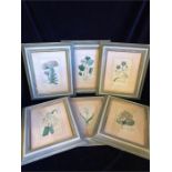 Six framed floral etchings