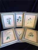 Six framed floral etchings