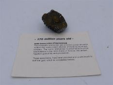Gold Ammonites fossil