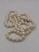 A Fine row of cultured pearls with silver shell shaped clasp