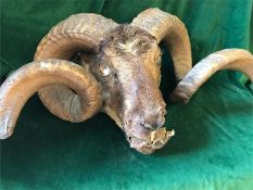 Taxidermy of a Rams head (AF)