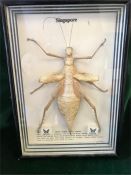 A framed Green Nymph Stick Insect