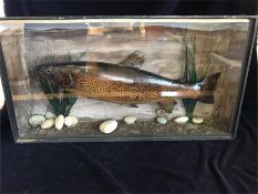 A cased stuffed fish