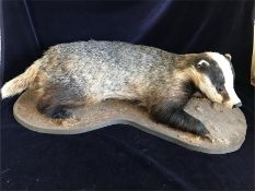 A Taxidermy Badger on a wooden plinth