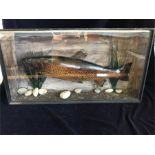 A cased stuffed fish