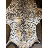 A Cheetah taxidermy rug