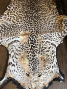 A Cheetah taxidermy rug