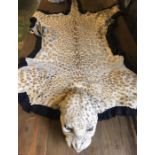 A Leopard Taxidermy Rug