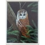 Mary Shaw, TAWNEY OWL, oil in panel, 10 x 7.5 cm, in ornate swept frame, signed bottom left