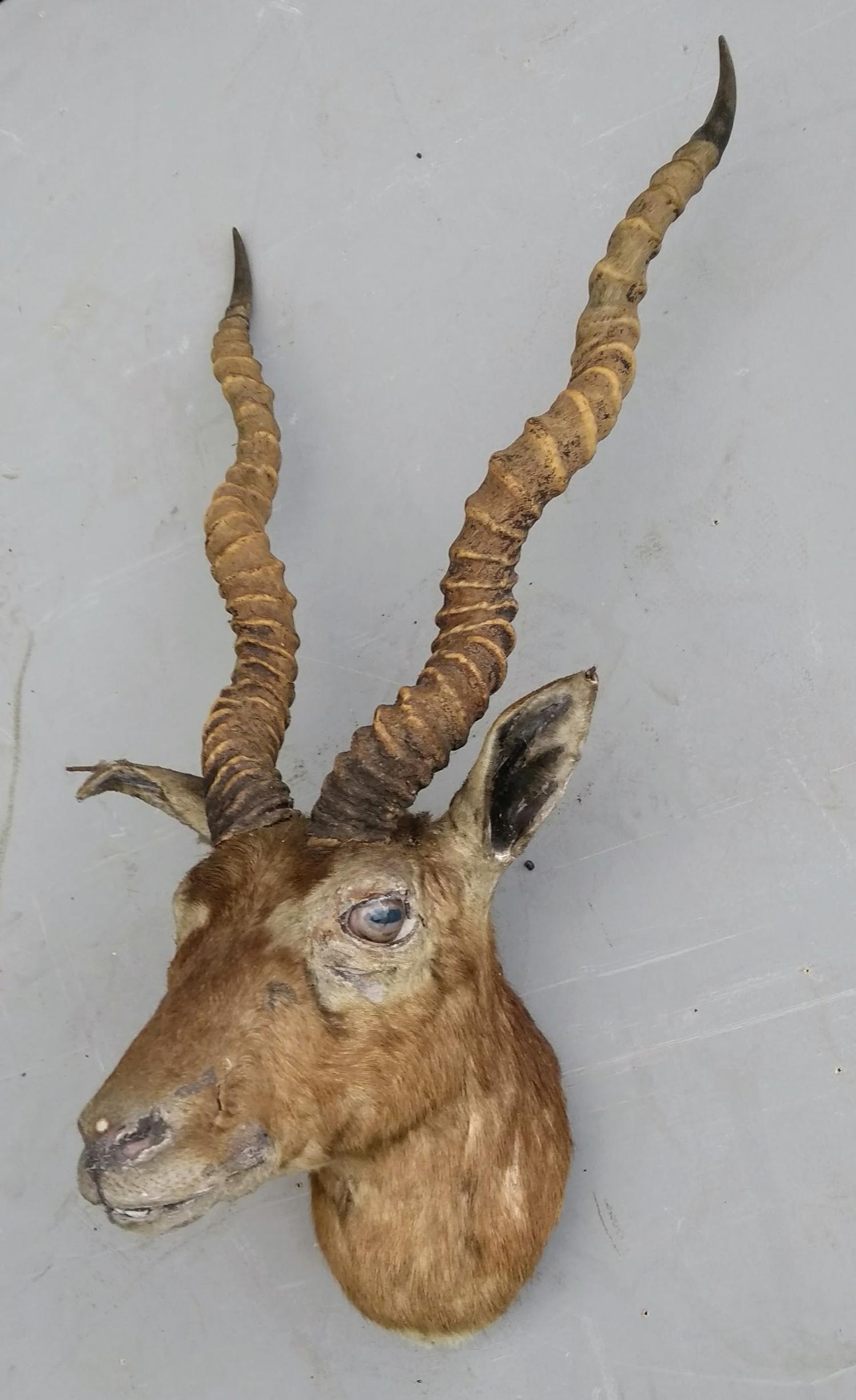 A blackbuck Antilope Cervicapra taxidermy mount, with Charles Kirk, of Sauchiehall Street, Glasgow