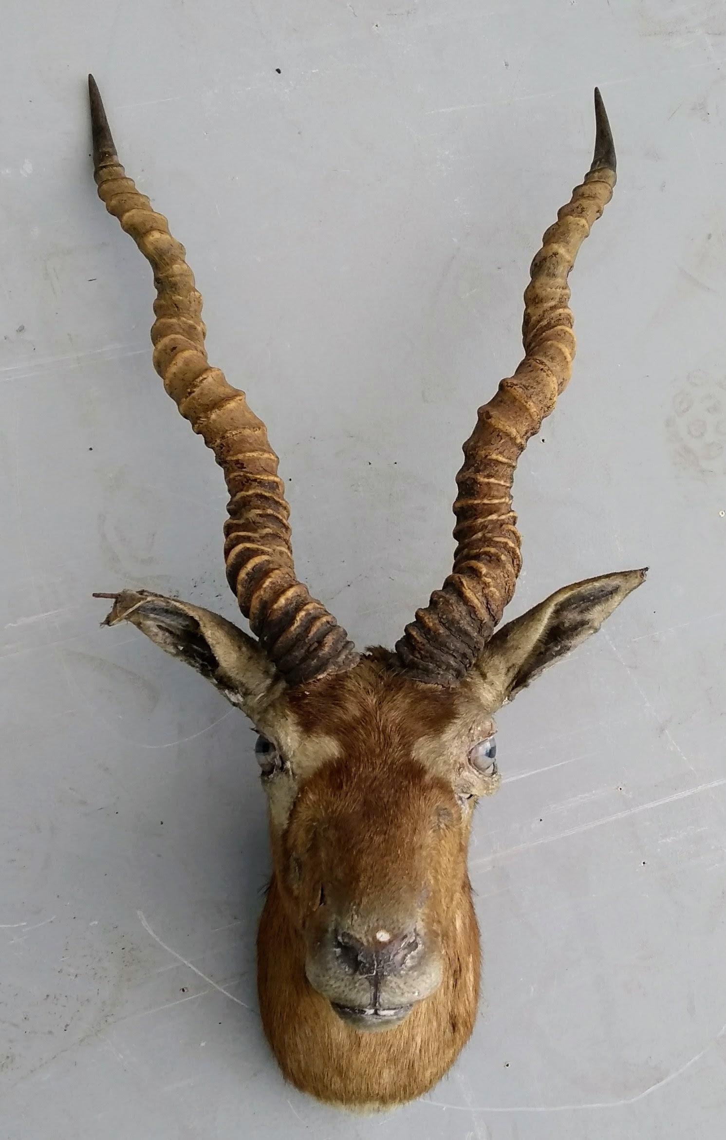 A blackbuck Antilope Cervicapra taxidermy mount, with Charles Kirk, of Sauchiehall Street, Glasgow - Bild 2 aus 3
