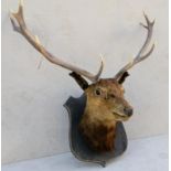 A stag head taxidermy on a shield mount,