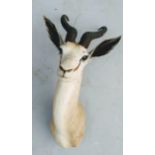 South African Springbuck (Antidorcas marsupialis), shoulder mount, length of horns