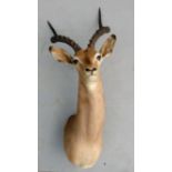 Impala (Aepyceros melampus), modern, shoulder mount taxidermy,