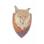 Taxidermy a foxes mask head 1923 Mounted on an oak shield shaped back,