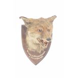 Taxidermy a foxes mask head circa 1932 Mounted on an oak shield shape back,