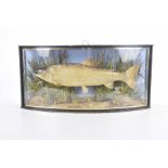 An early 20th Century taxidermy cased trout Mounted within a bowfront glazed case and a