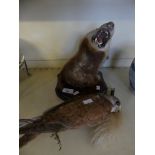 A taxidermy badgers head and tail, mounted on an oak shield back, together with a further