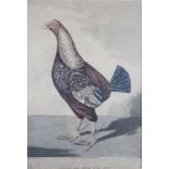 R G Reeves streaky breasted red dune game cock Engraving after F Marshall, framed and glazed,