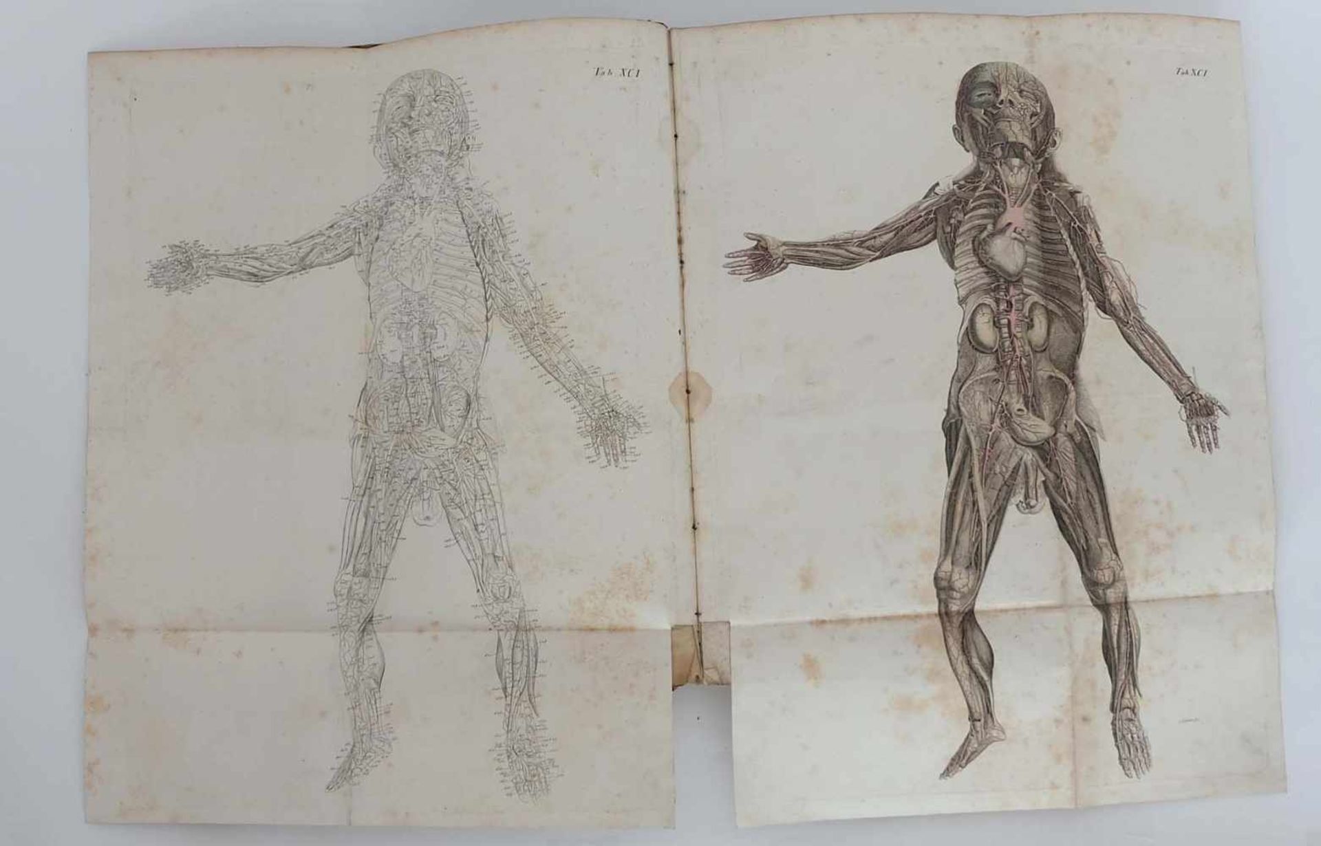 LODER, Justus Christian von, Tabulae Anatomicae, Industrie Comptoire/ Weimar 1794-1803, - Bild 3 aus 3