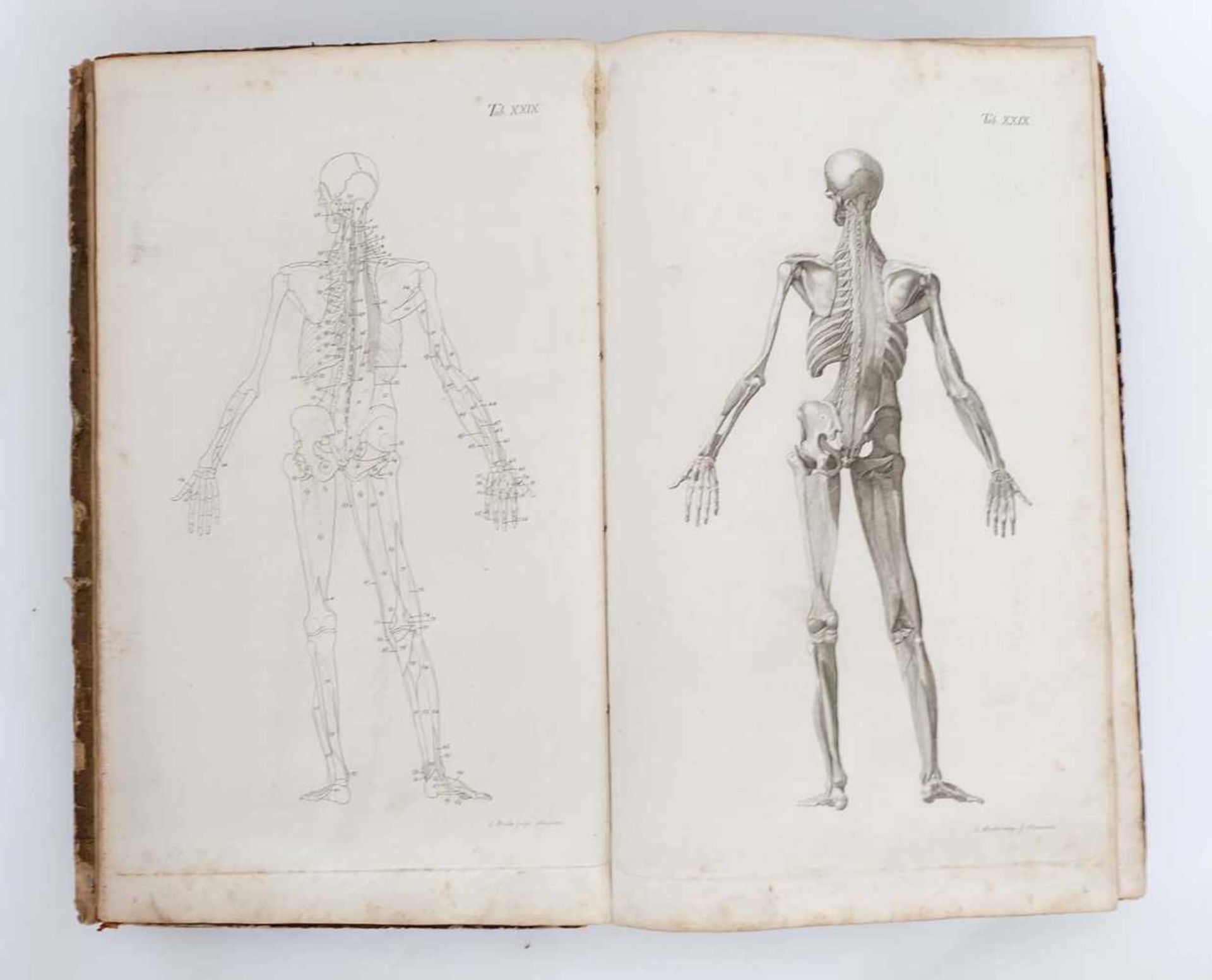 LODER, Justus Christian von, Tabulae Anatomicae, Industrie Comptoire/ Weimar 1794-1803, - Bild 2 aus 3