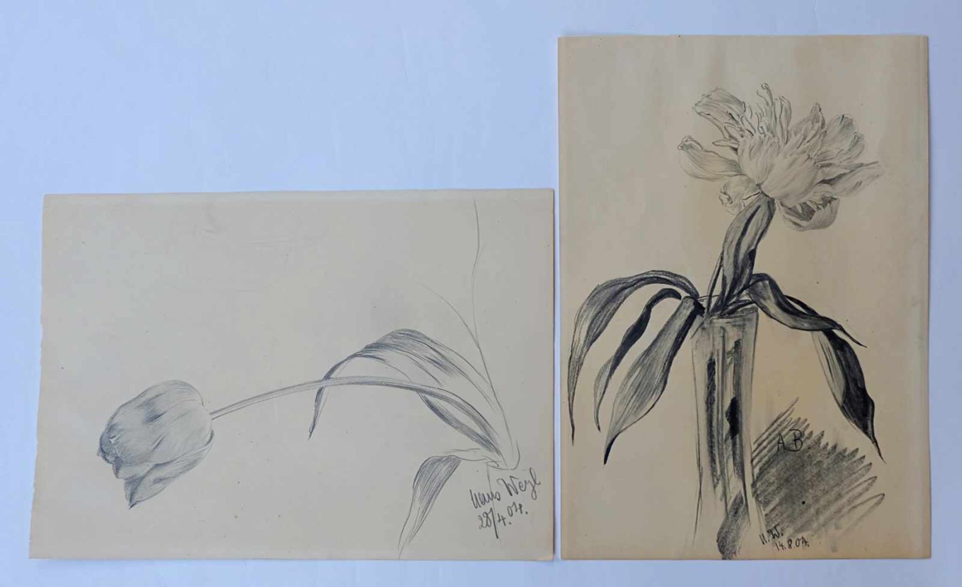 WEYL, Hans Hermann (*1863 +?), Bleistift/ Papier, Paar Tulpenstudien, 1x rechts unten signiert und