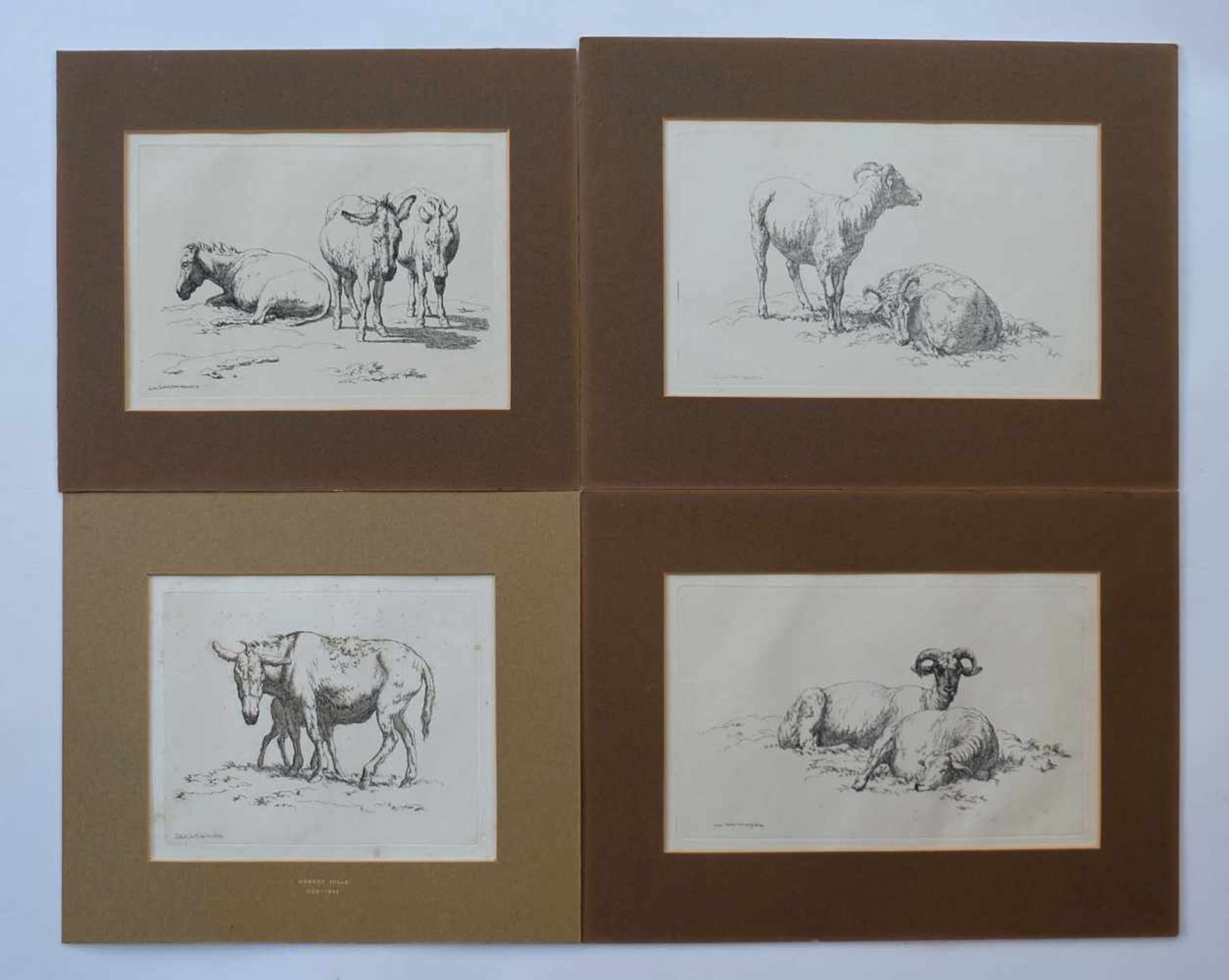 HILLS, Robert (*1769 +1844), Kupferstiche, Serie von 4, Bock mit Schaf, 2x Esel bzw. Ziegen, je