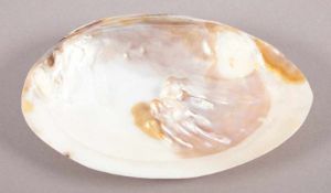 SÜSSWASSERMUSCHEL-SCHALE, mit teilweise nicht ausgewachsenen Perlen, L 17,5 22.00 % buyer's