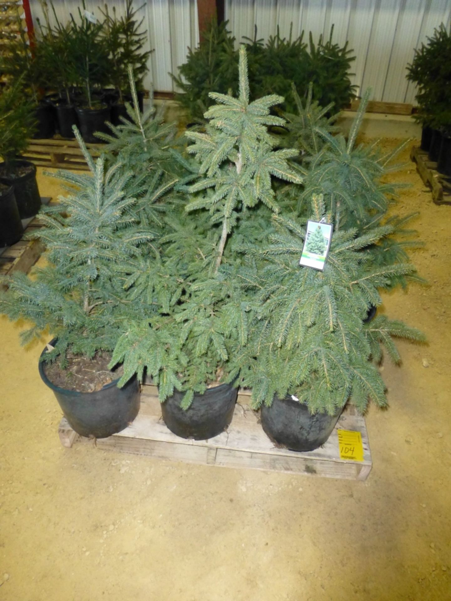 (12) Black Hills Spruce, 12x the $. Approx 2' tall, pot grown