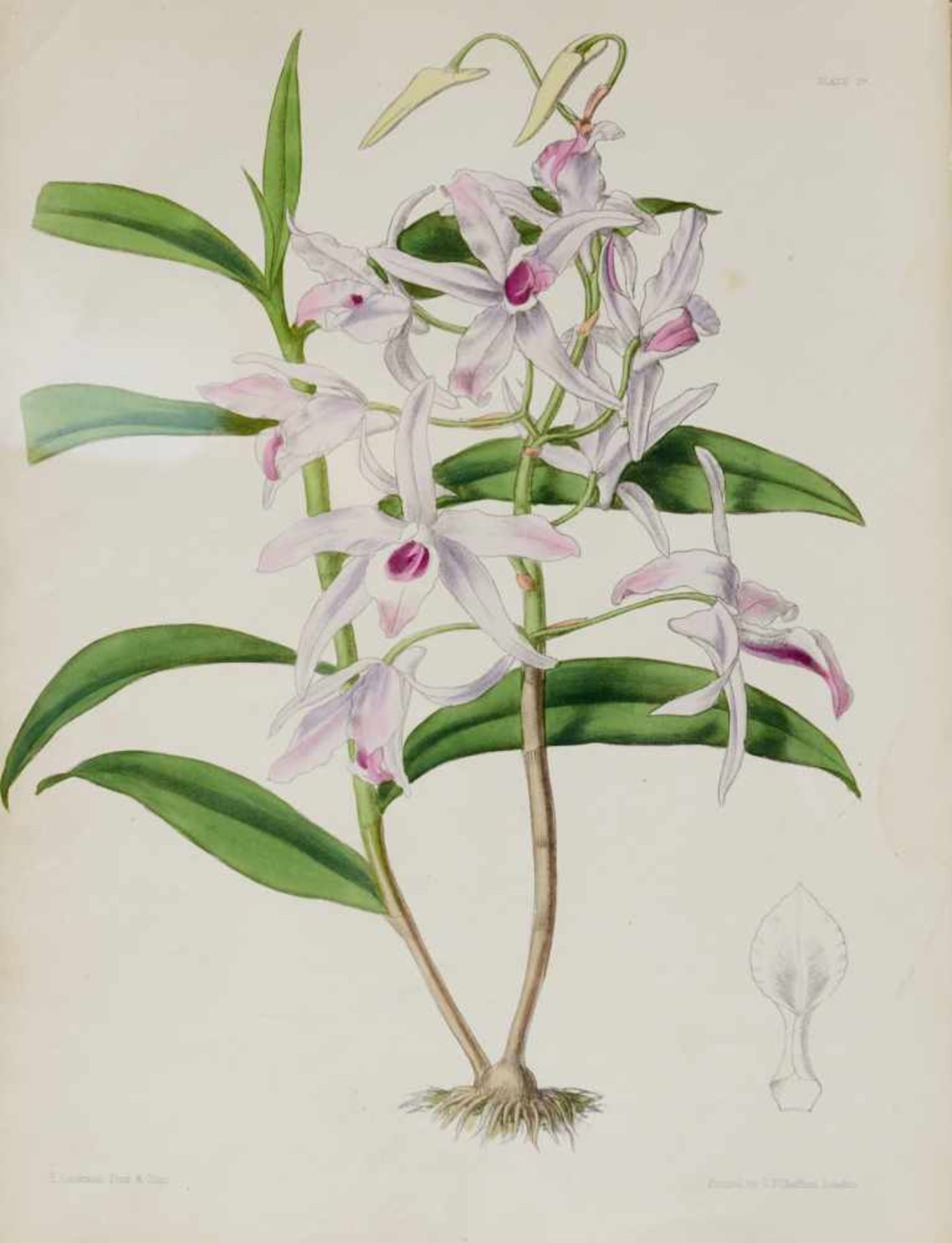 Lindley, J., und J. Paxton, Paxton's Flower Garden.Bd. I (von 3). London, Bradbury and Evans, 1850- - Bild 5 aus 6