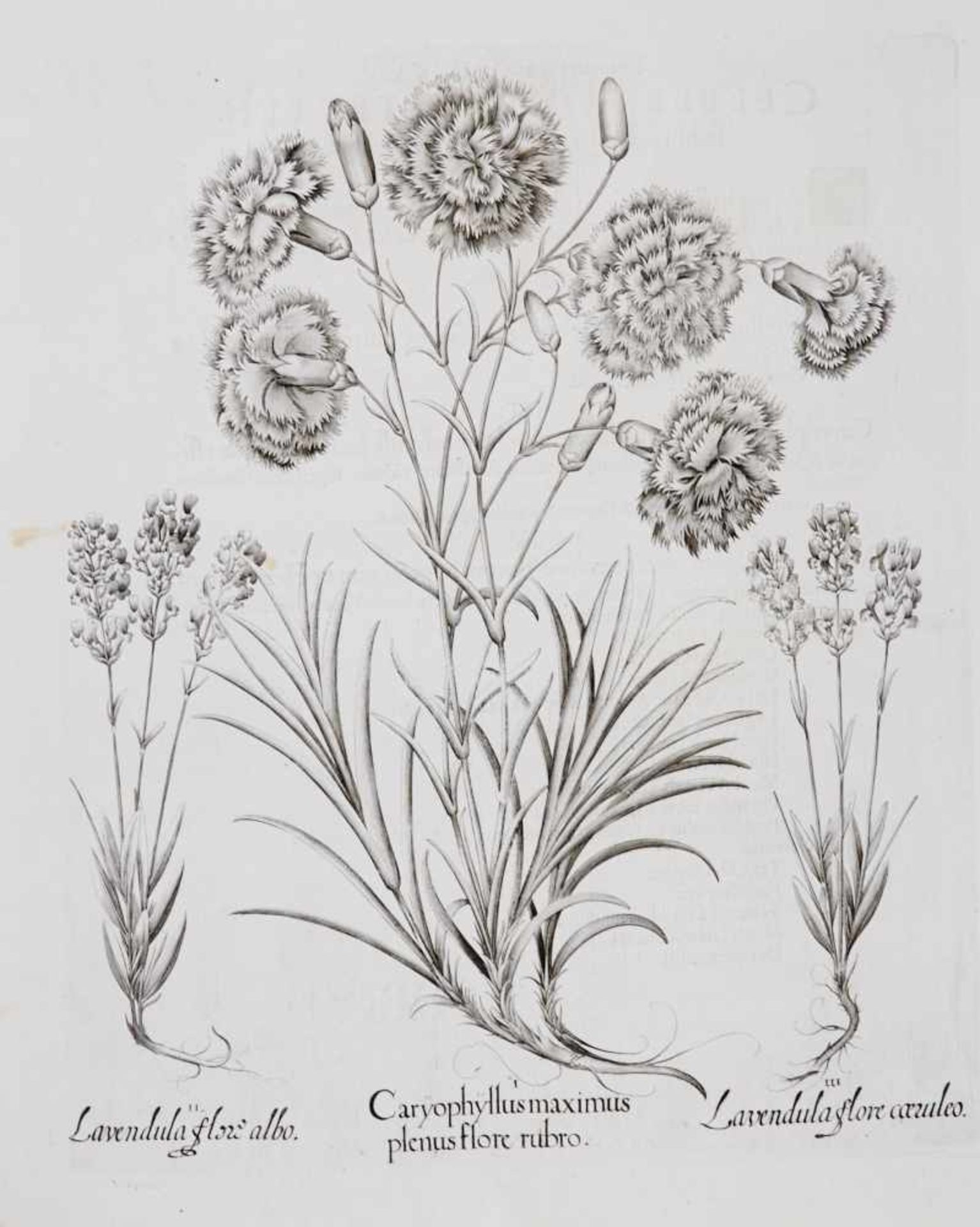 Botanik- Besler - "I. Caryophyllus maximus" - II. "Lavendula florealbo" - "III. Lavendula flore