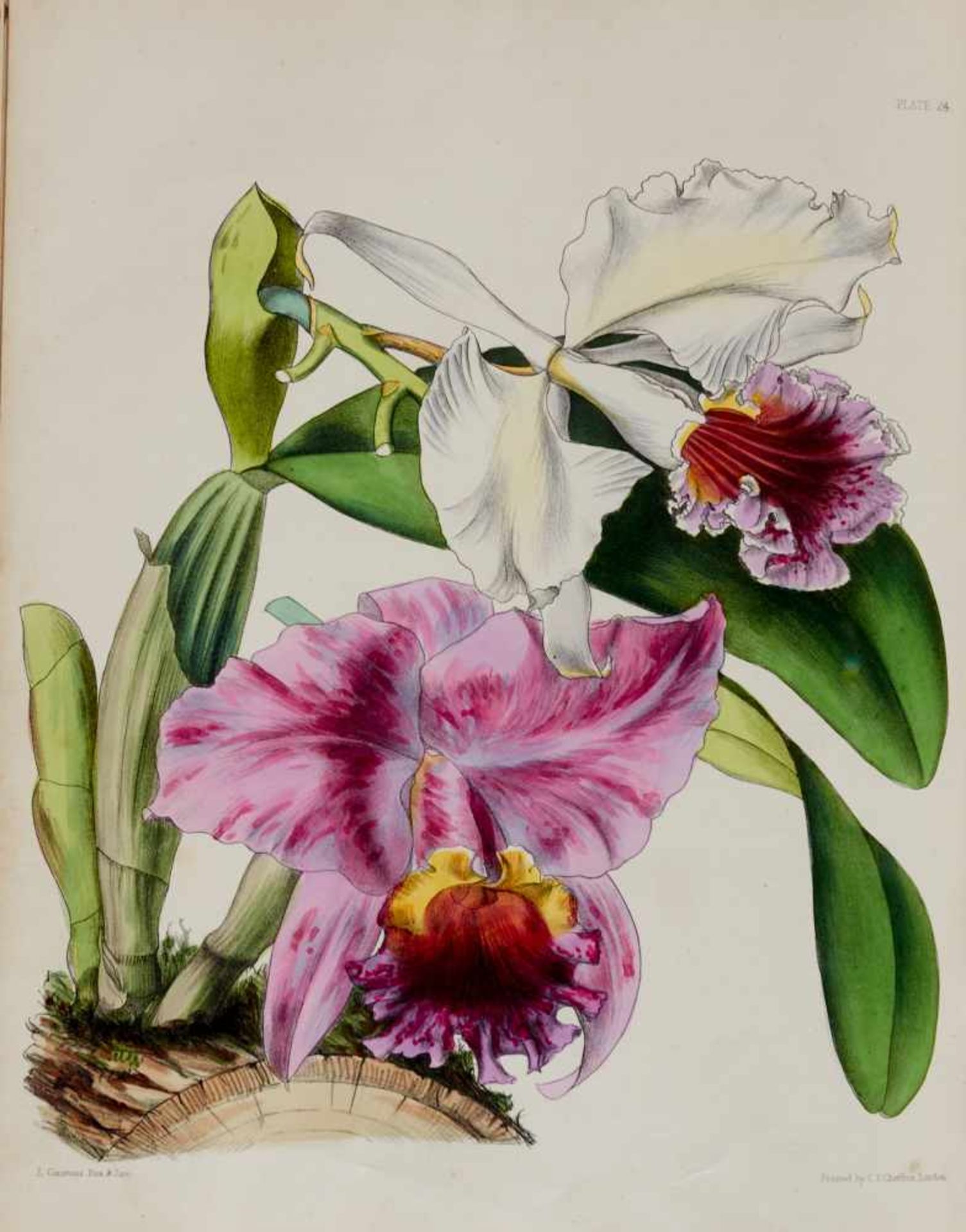 Lindley, J., und J. Paxton, Paxton's Flower Garden.Bd. I (von 3). London, Bradbury and Evans, 1850- - Bild 4 aus 6