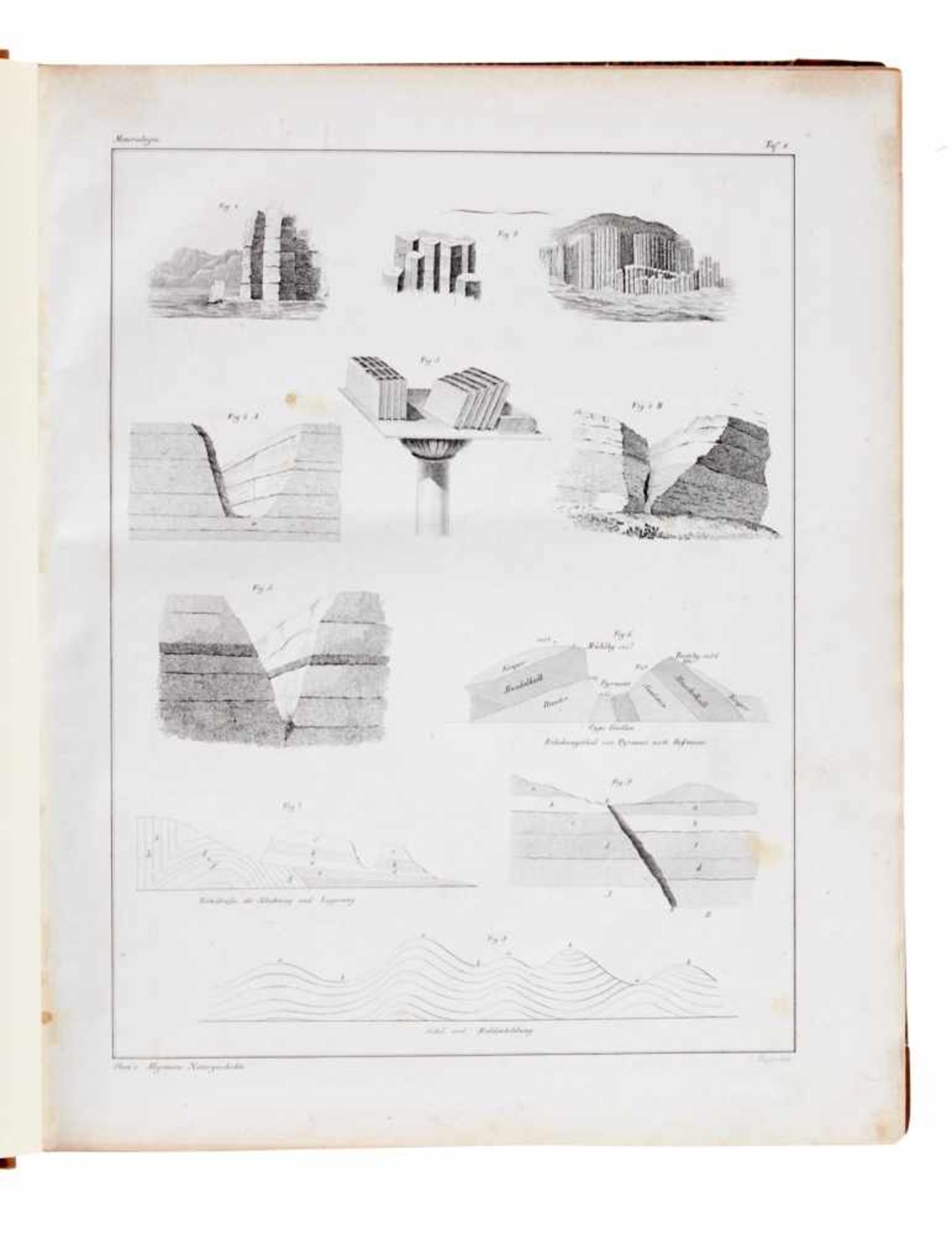 (Oken, L., Abbildungen zur allgemeinen Naturgeschichte füralle Stände. Stuttgart, Hoffmann, 1843). - Bild 2 aus 5