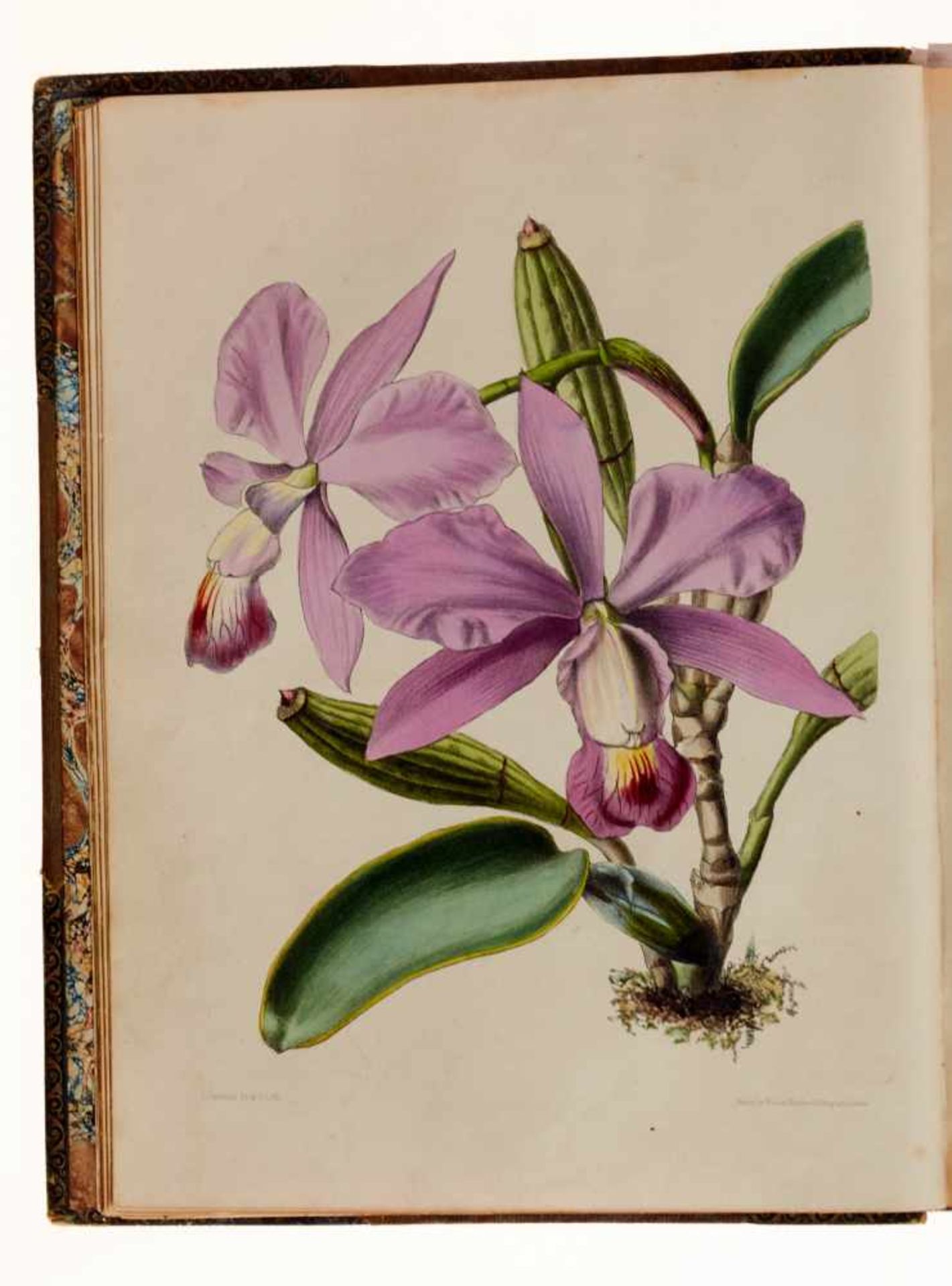 Lindley, J., und J. Paxton, Paxton's Flower Garden.Bd. I (von 3). London, Bradbury and Evans, 1850- - Bild 3 aus 6