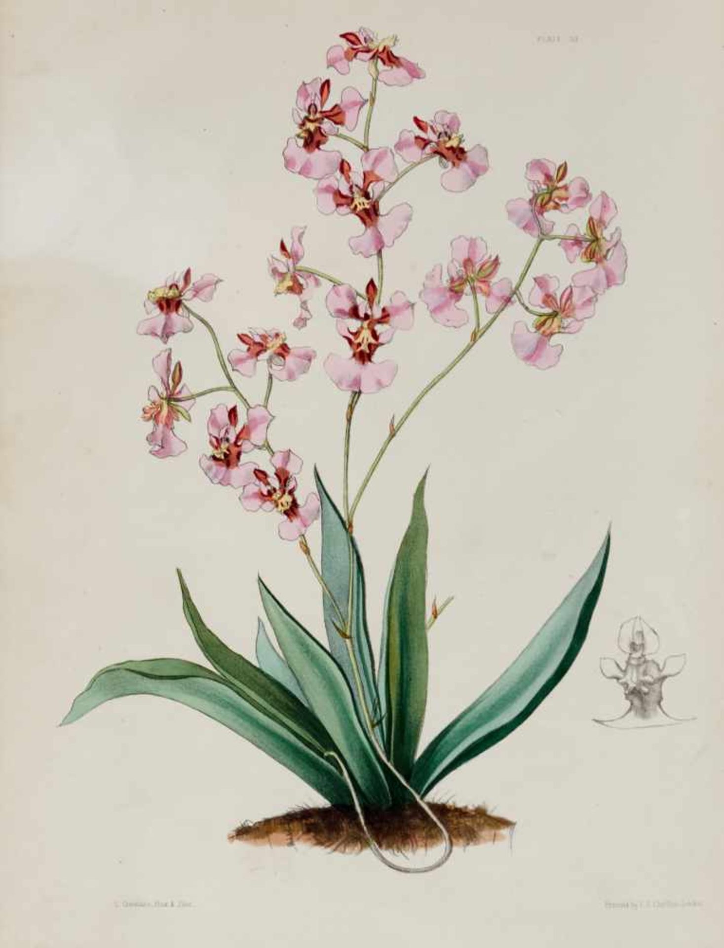 Lindley, J., und J. Paxton, Paxton's Flower Garden.Bd. I (von 3). London, Bradbury and Evans, 1850- - Bild 6 aus 6