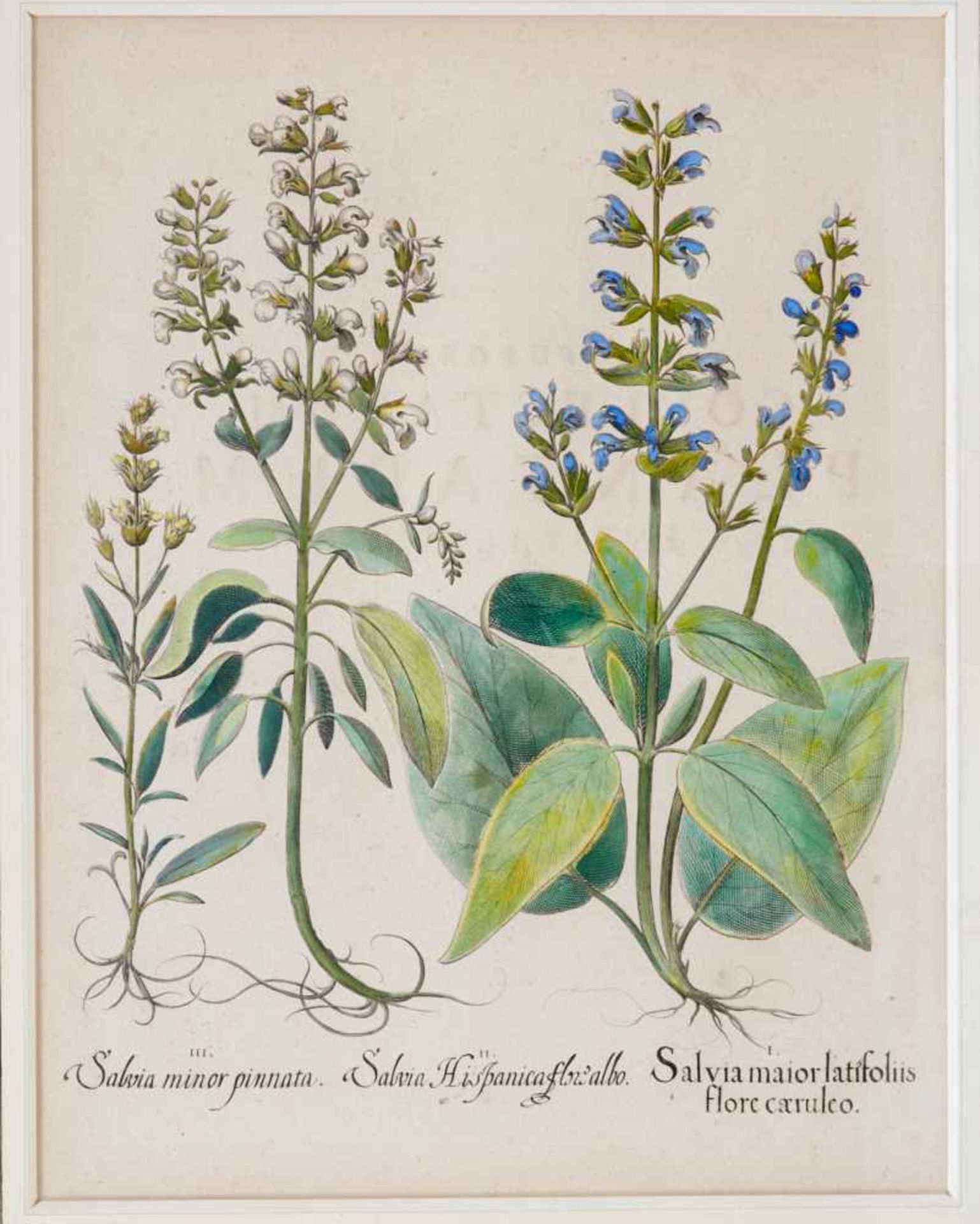 Botanik- Besler - "I. Lichnis sylvestris flore pleno rubro - II.Lichnis Sylvestris flore pleno albo"