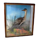 A taxidermy cormorant on naturalistically modelled base in glazed display case, case approx 71.