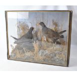 A pair of taxidermy moorhens on naturalistically modelled base and presented in glazed display case,