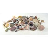 A collection of rocks, shells and geological samples including tiger's eye, blue lace agate and