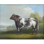 19TH CENTURY ENGLISH SCHOOL; oil on board, portrait of a bull, unsigned with inscription verso 'Bull