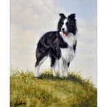 JOHN SILVER (born 1959); oil on board, study of a border collie, signed and dated '10 lower left,
