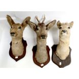 Three taxidermy shield-mounted deer heads, one with pricket antlers, height approx 45cm (3).